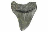 Fossil Megalodon Tooth - South Carolina #168150-1